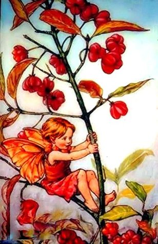 Read Online Counted Cross Stitch Pattern: The Spindleberry Fairy by Cicely Mary Barker, PROFESSIONALLY EDITED Fairies (The Flower Fairy Series) - Pronoia Designs file in ePub