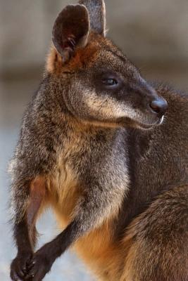 Download Website Password Organizer Swamp Wallaby in Australia: Password/Login/Website Keeper/Organizer Never Worry about Forgetting Your Website Password or Login Again! -  | PDF