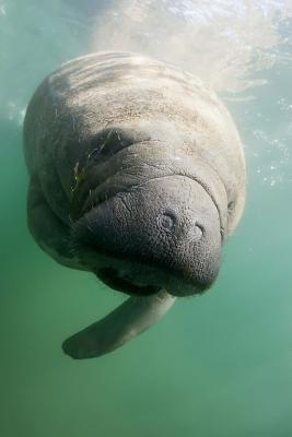 Full Download Underwater Florida Manatee Marine Animal Journal: 150 Page Lined Notebook/Diary -  | ePub