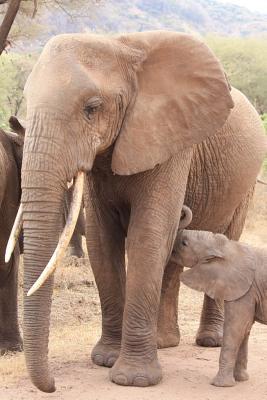 Read Mom and Baby Elephant Animal Journal: 150 Page Lined Notebook/Diary -  file in PDF