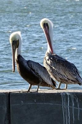 Read Two Peruvian Pelicans Pelecanus Thagus in Arica Chile South America Journal: 150 Page Lined Notebook/Diary -  file in PDF