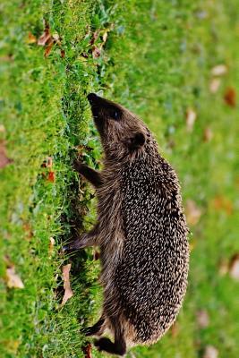 Download A Hedgehog on the Loose in the Park Journal: Take Notes, Write Down Memories in This 150 Page Lined Journal - Animal Lovers Journal file in ePub