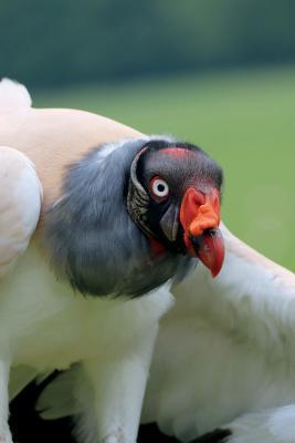 Read Online King Vulture Portrait Journal: 150 Page Lined Notebook/Diary -  | PDF