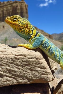 Download Collared Lizard Says, Ain't I Pretty? Journal: 150 Page Lined Notebook/Diary -  | ePub