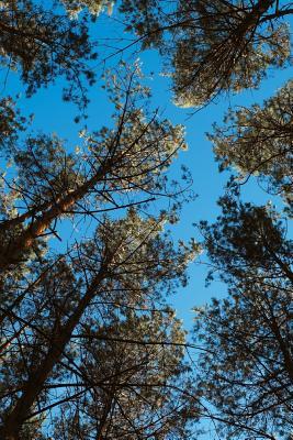 Read Perspective: Looking Up at the Trees in a Forest Journal: 150 Page Lined Notebook/Diary -  | PDF